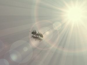 Великий муравей